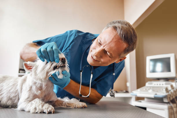 Best 24-Hour Emergency Dentist in Lutherville, MD
